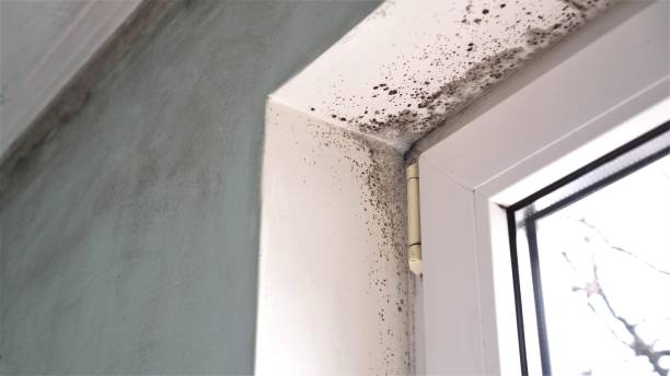 Best Black Mold Removal  in Whitestown, IN