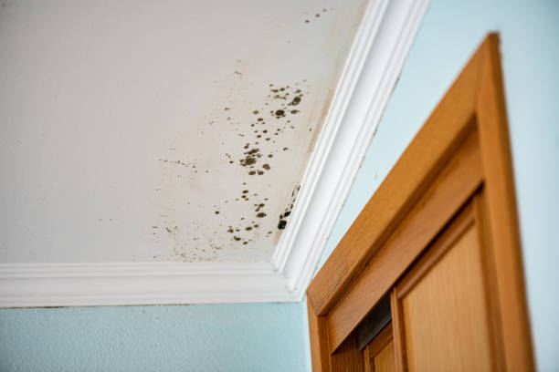 Best Mold Remediation  in Whitestown, IN