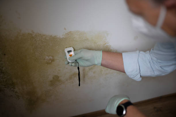 Best Fast Mold Removal  in Whitestown, IN