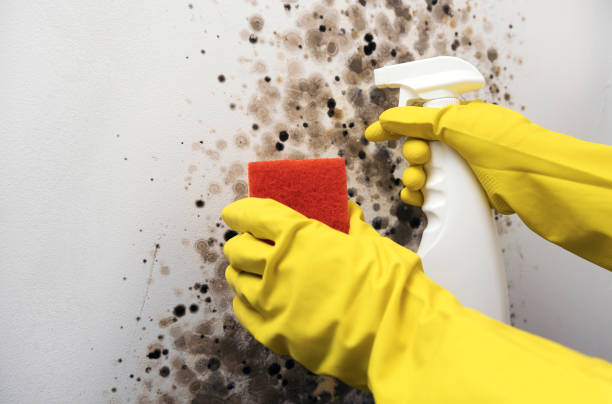 Best Residential Mold Removal  in Whitestown, IN