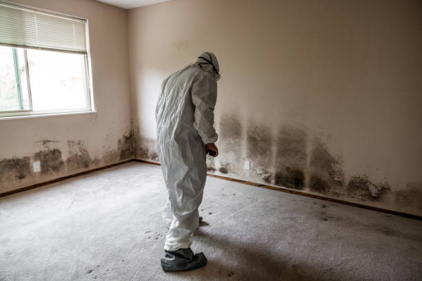 Best Attic Mold Removal  in Whitestown, IN