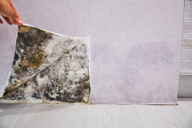 Best Local Mold Removal Service  in Whitestown, IN